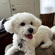 Zoey joined the competition — help win amazing prizes! dog, white_dog, small_dog, fluffy, curly_fur, pet, canine, tongue_out, collar, dog_tags, sitting, lying_down, indoor, home, chair, woven_fabric, door, window, window_blinds, portrait