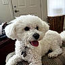 dog, white_dog, small_dog, fluffy, curly_fur, pet, canine, tongue_out, collar, dog_tags, sitting, lying_down, indoor, home, chair, woven_fabric, door, window, window_blinds, portrait