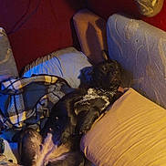 Lotus is registered to the contest to win money with this photo: dog, couch, pillow, blanket, indoor, relaxed, pet, resting, fur, black_dog, sprawled, cozy, home, animal, mammal, collar, furniture, laying_down, comfort, domestic