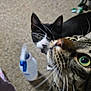 Silas joined the competition — help win amazing prizes! animal, black_and_white_cat, carpet, cat, close_up, companions, curious, cute, domestic_cat, feline, green_eyes, household, indoor, looking_up, pets, playful, spray_bottle, tabby_cat, two_cats, whiskers