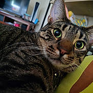 Silas is registered to the contest to win money with this photo: animal, cat, close_up, collar, couch, curious, domestic_cat, fur, furniture, green_eyes, home, indoor, mammal, pet, portrait, relaxed, striped, tabby, television, whiskers