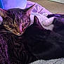 animal, black_cat, blanket, cat, closeup, companion, cozy, cute, feline, fur, indoor, paw, pets, relaxing, resting, sleeping, snuggling, soft, tabby_cat, whiskers