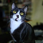 Klaucifer is registered to the contest to win money with this photo: alert, animal, black_and_white, cat, close_up, curious, cute, domestic_cat, feline, focused, fur, indoor, looking_up, mammal, pet, portrait, sitting, soft_background, whiskers, yellow_eyes