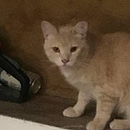 Sunny Thessen is registered to the contest to win money with this photo: animal, blurry, brown_background, cat, curious, dim_lighting, domestic_animal, ears, eyes, face, feline, four_legs, fur, indoor, light_color, nose, pet, shelf, standing, whiskers