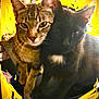 cat, tabby_cat, black_cat, pets, animals, feline, close_up, indoor, yellow_border, scribble_effect, two_cats, companions, whiskers, ears, fur, sitting, looking_at_camera, dark_background, playful, household