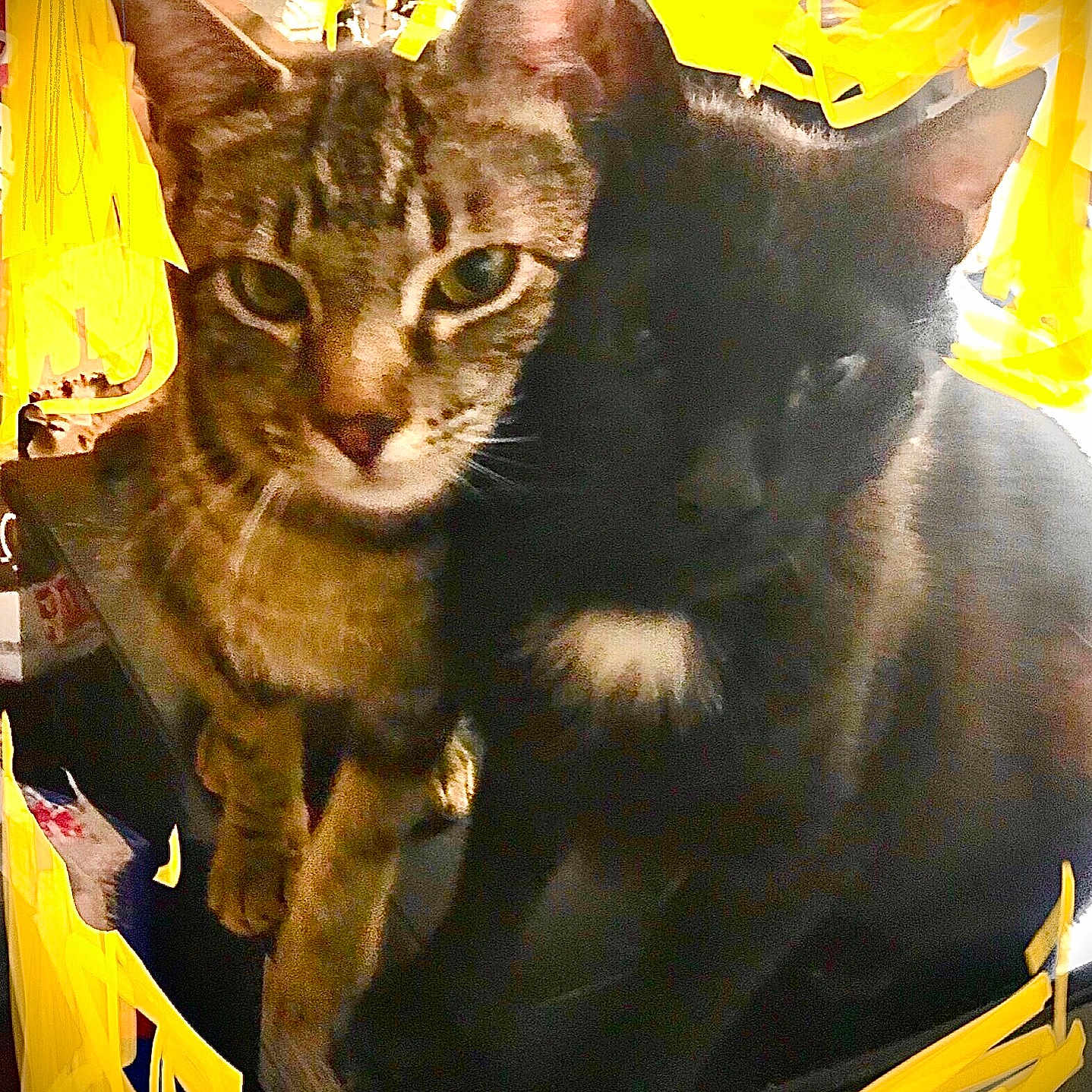 Nelly And Mistiy is registered to the contest to win money with this photo: animals, black_cat, cat, close_up, companions, dark_background, ears, feline, fur, household, indoor, looking_at_camera, pets, playful, scribble_effect, sitting, tabby_cat, two_cats, whiskers, yellow_border