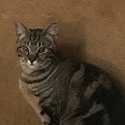 Amy Thessen is registered to the contest to win money with this photo: animal, brown_background, calm, cat, companion, cute, domestic, ears, eyes, feline, fur, indoor, looking, mammal, pet, quiet, sitting, striped, tabby, whiskers