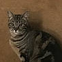 animal, brown_background, calm, cat, companion, cute, domestic, ears, eyes, feline, fur, indoor, looking, mammal, pet, quiet, sitting, striped, tabby, whiskers