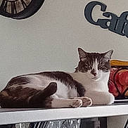 Simba a rejoint le concours — aidez-le/la à gagner de superbes lots ! cat, animal, indoor, counter, fruit_basket, cafe_sign, relaxed, feline, pet, domestic_animal, table, decor, household, gray_and_white_cat, resting, mammal, cute, whiskers, ears, eyes