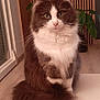 cat, fluffy, white_table, brown_and_white_cat, indoor, houseplant, wooden_panel, pet, feline, sitting, curious, long_fur, whiskers, green_eyes, domestic, cozy, home_interior, table, calm, portrait