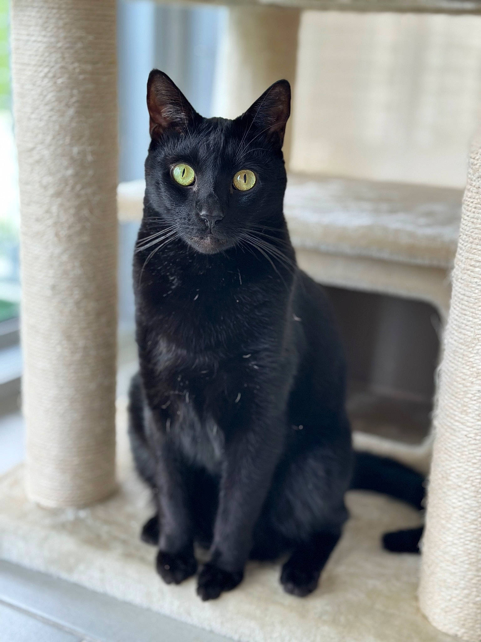Berlioz joined the competition — help win amazing prizes! black_cat, bombay, carnivore, cat, domestic_short_haired_cat, felidae, fur, grey, paw, small_to_medium_sized_cats, snout, tail, terrestrial_animal, whiskers, window