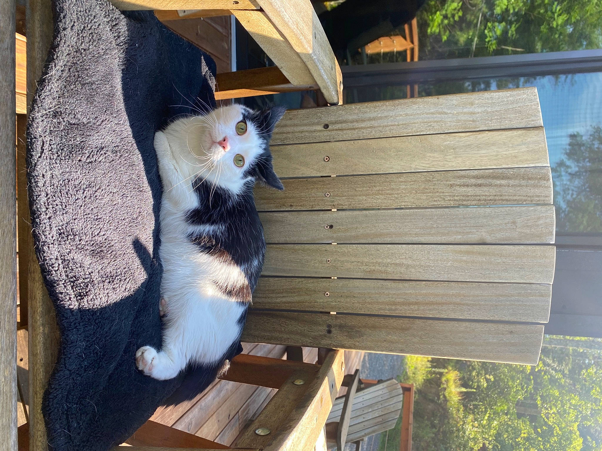 Pando is registered to the contest to win money with this photo: carnivore, cat, chair, domestic_short_haired_cat, felidae, fur, grass, hardwood, lumber, natural_material, outdoor_furniture, plant, small_to_medium_sized_cats, tail, tree, trunk, twig, whiskers, wood, wood_stain