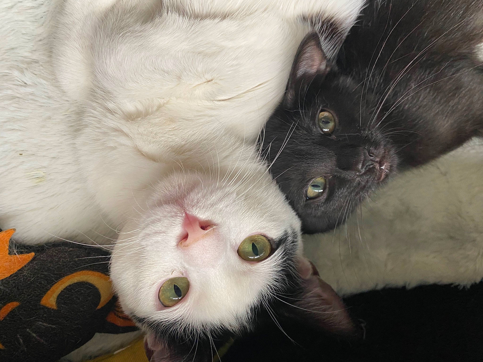 Pando joined the competition — help win amazing prizes! carnivore, cat, claw, close_up, comfort, domestic_short_haired_cat, ear, felidae, fur, nose, paw, plant, small_to_medium_sized_cats, snout, tail, vertebrate, whiskers