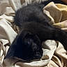 animal, bed, black_cat, blanket, cat, comfort, cozy, cute, domestic_animal, feline, fur, fur_texture, indoor, nap, pet, relaxed, resting, sleeping, soft, whiskers
