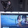 Niro participe au concours pour gagner de l'argent avec cette photo : black_cat, kitten, laptop, screen, computer, technology, indoor, curious, pet, animal, electronics, keyboard, digital_display, feline, young_cat, home, entertainment, monitor, webpage, cute