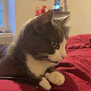 Surprise participe au concours pour gagner de l'argent avec cette photo : cat, gray_cat, white_cat, pets, animal, indoor, bed, blanket, red_blanket, feline, resting, side_view, window, shelf, home, cozy, fur, whiskers, paws, relaxed