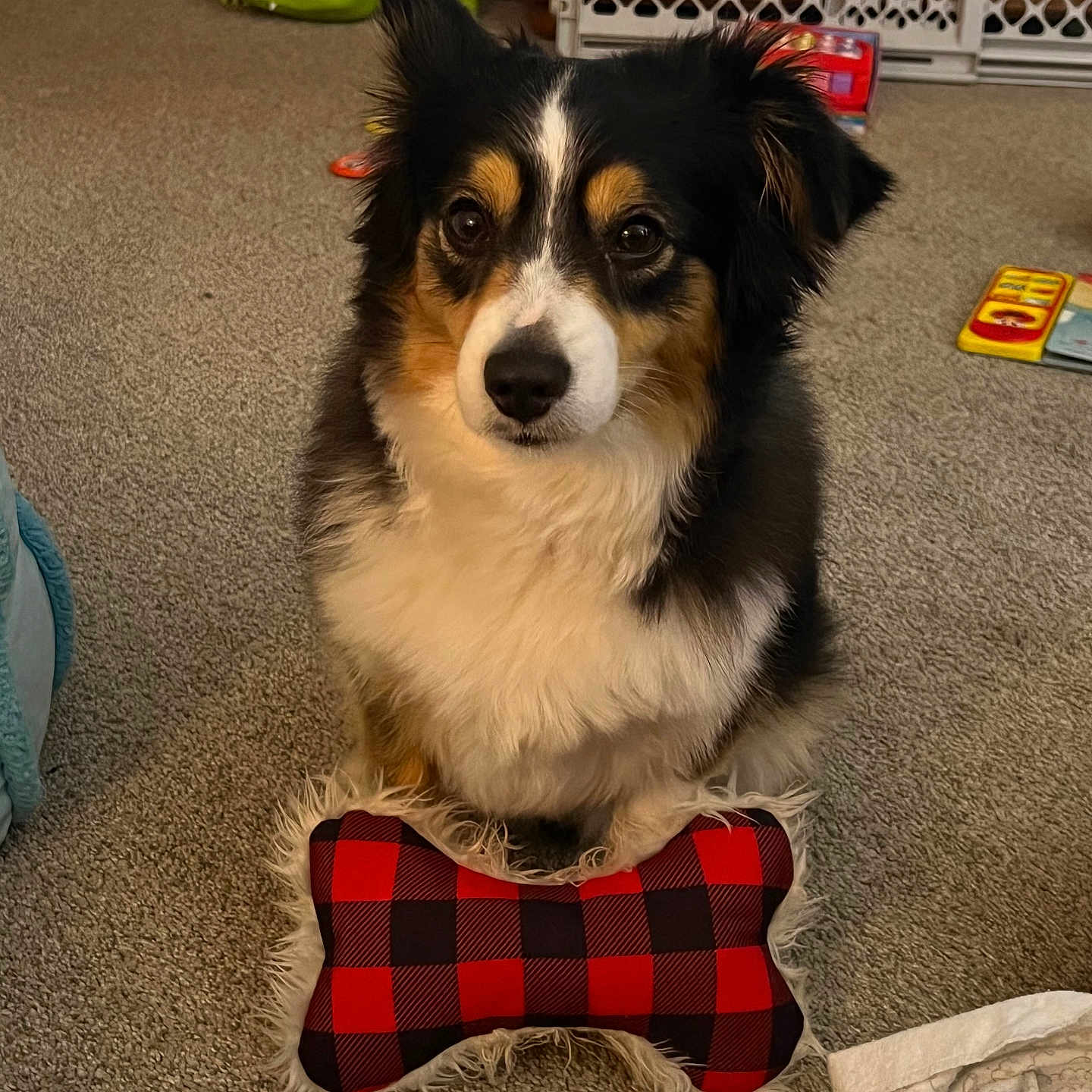 Chase joined the competition — help win amazing prizes! animal, baby_gate, black, bone_toy, brown, carpet, cute, dog, ears, eyes, fluffy, household, indoor, pet, play, soft_toy, toy, tricolor, waiting, white