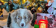 Aïko participe au concours pour gagner de l'argent avec cette photo : puppy, dog, christmas_tree, ornaments, lights, toy_train, holiday, festive, decorations, floor, indoor, cute, fluffy, brown_and_white, christmas, seasonal, celebration, warm_lighting, holiday_decor, pet