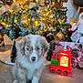 puppy, dog, christmas_tree, ornaments, lights, toy_train, holiday, festive, decorations, floor, indoor, cute, fluffy, brown_and_white, christmas, seasonal, celebration, warm_lighting, holiday_decor, pet