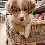 puppy, dog, shopping_cart, blanket, store, aisle, fur, cute, pet, animal, indoor, floor, metal, nose, ears, paws, young, brown, white, shopping
