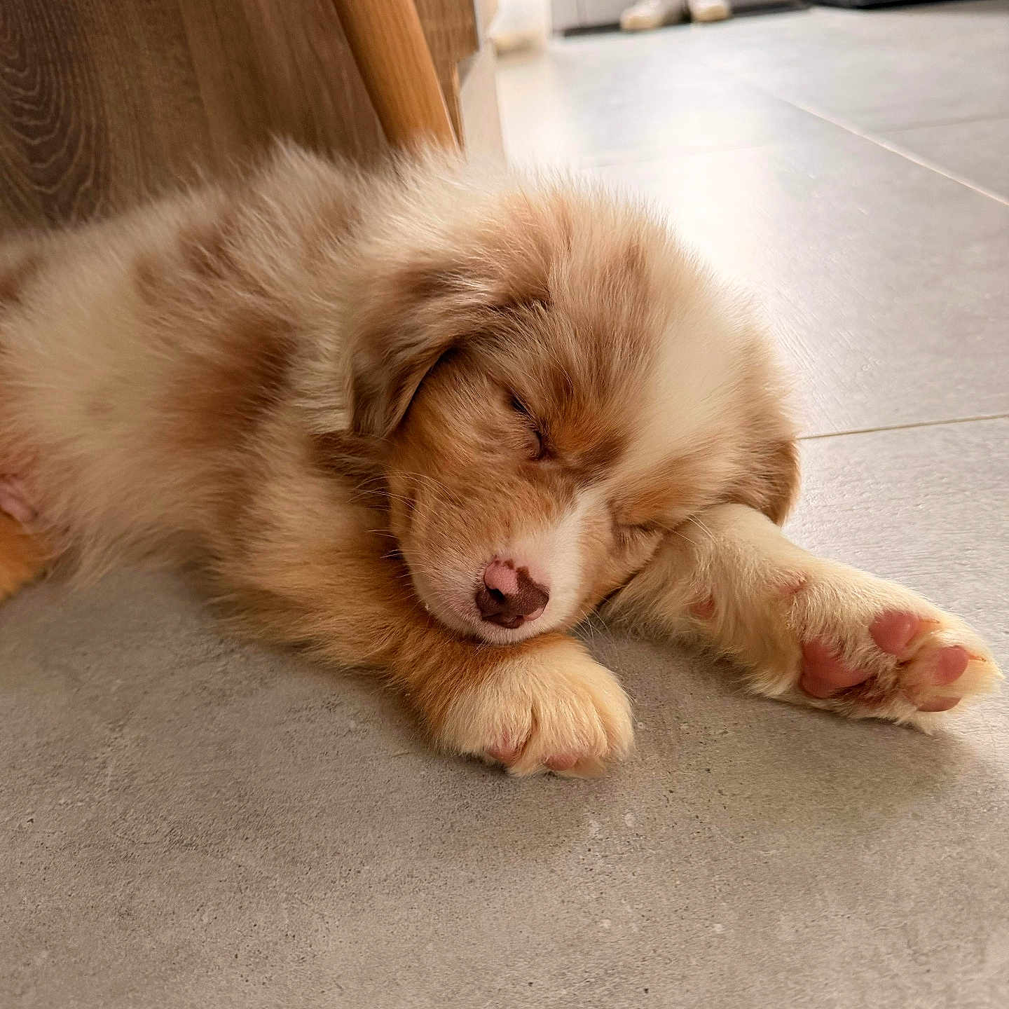 Aïko participe au concours pour gagner de l'argent avec cette photo : animal, calm, close_up, cozy, cute, dog, floor, fur, indoor, natural_light, paw, pet, puppy, relaxed, resting, sleeping, soft, tile_floor, wooden_chair, young