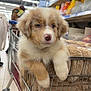 puppy, dog, shopping_cart, blanket, supermarket, aisle, fur, pet, cute, animal, indoor, retail, store, shopping, pet_in_cart, brown, white, fluffy, young, curious