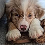 puppy, dog, pet, fluffy, cute, sleepy, carpet, indoor, cozy, toy, nose, ears, paws, furniture, couch, blurred_background, resting, young, adorable, closeup