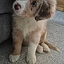 puppy, dog, pet, fluffy, carpet, indoor, cute, brown_and_white, sitting, couch, blanket, curious, head_tilt, soft, furry, young, animal, companion, adorable, cozy