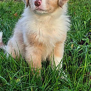 Aïko a rejoint le concours — aidez-le/la à gagner de superbes lots ! puppy, dog, grass, outdoor, young_animal, cute, fluffy, pet, nature, greenery, animal, mammal, canine, fur, portrait, sitting, adorable, nose, ears, daylight
