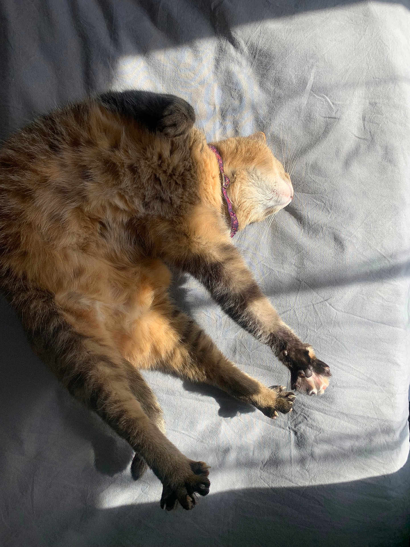 Bibule participe au concours pour gagner de l'argent avec cette photo : cat, sleeping, stretching, sunlight, bed, fur, collar, paws, shadow, indoor, relaxing, pet, animal, cozy, tabby, whiskers, nap, soft, comfort, resting