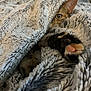Bibule participe au concours pour gagner de l'argent avec cette photo : cat, paw, blanket, fur, cozy, soft, texture, relaxed, indoor, pet, animal, cute, resting, comfort, warm, closeup, tabby, sleepy, feline, snuggled