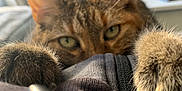 Bibule a rejoint le concours — aidez-le/la à gagner de superbes lots ! cat, tabby, close_up, paws, curious, indoor, blurred_background, furniture, television, home, soft_light, whiskers, ears, green_eyes, fur, cozy, relaxed, pet, animal, playful