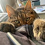 cat, tabby, close_up, paws, curious, indoor, blurred_background, furniture, television, home, soft_light, whiskers, ears, green_eyes, fur, cozy, relaxed, pet, animal, playful