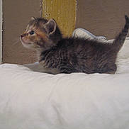 Bibule a rejoint le concours — aidez-le/la à gagner de superbes lots ! kitten, cat, animal, pet, feline, young, fluffy, tail, bed, blanket, indoor, curious, small, soft, cute, domestic, whiskers, ears, fur, side_view