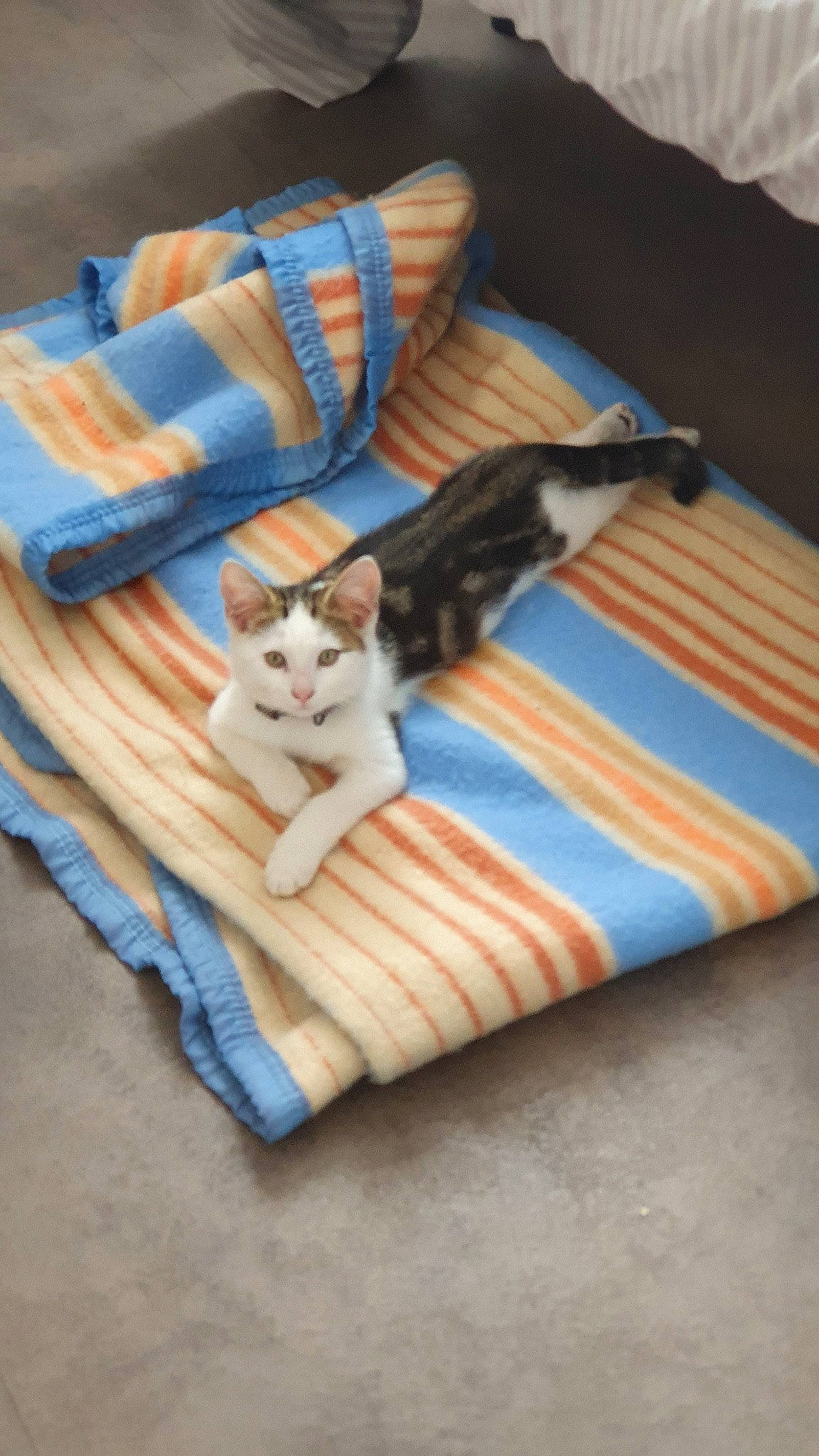 Poupi a rejoint le concours — aidez-le/la à gagner de superbes lots ! bed_sheet, blanket, carnivore, cat, fawn, felidae, kitten, linens, small_to_medium_sized_cats, tail, textile, whiskers