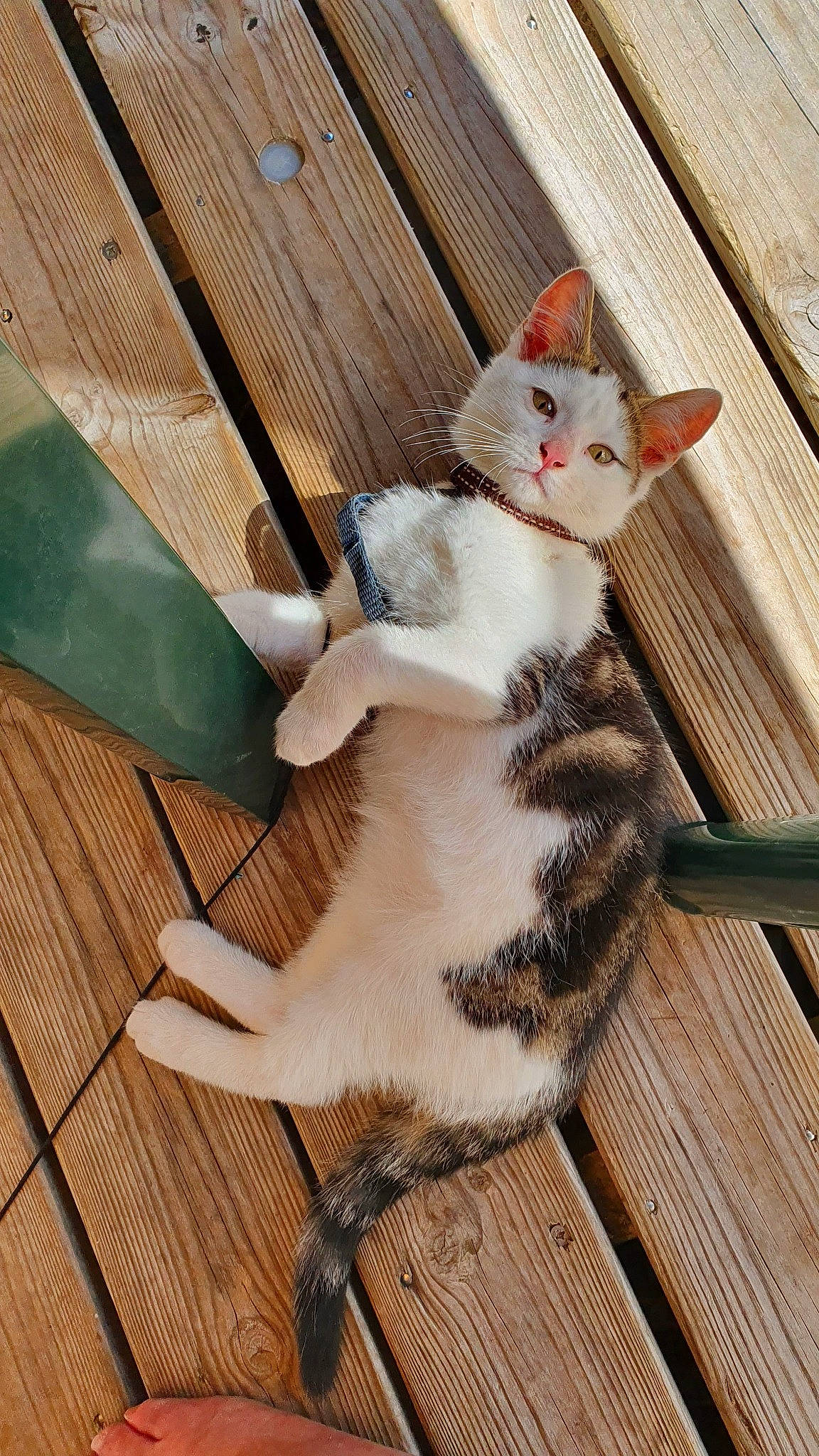 Poupi participe au concours pour gagner de l'argent avec cette photo : aegean_cat, american_wirehair, asian, carnivore, cat, domestic_short_haired_cat, european_shorthair, fawn, felidae, kitten, polydactyl_cat, small_to_medium_sized_cats, tabby_cat, tail, turkish_van, whiskers, wood