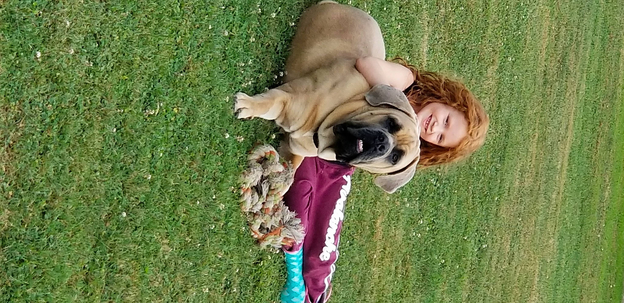 Jack joined the competition — help win amazing prizes! canidae, carnivore, companion_dog, dog, dog_breed, fawn, fun, grass, grass_family, grassland, happy, lawn, leisure, people_in_nature, plant, recreation, smile, sporting_group, sunglasses, tree