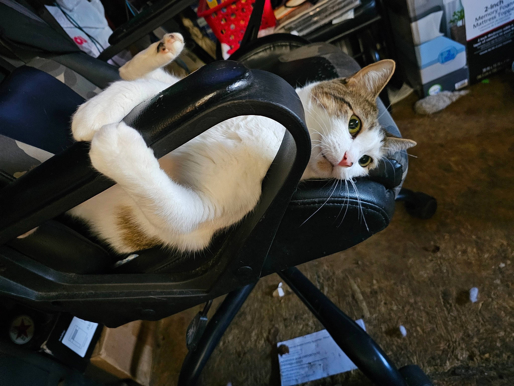 Tiny Tina joined the competition — help win amazing prizes! auto_part, automotive_exterior, automotive_lighting, automotive_tire, automotive_wheel_system, bicycle_fork, bicycle_handlebar, bicycle_tire, carnivore, cat, felidae, fender, human_leg, motor_vehicle, small_to_medium_sized_cats, tail, tire, vehicle, wheel, whiskers