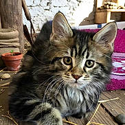 Bob participe au concours pour gagner de l'argent avec cette photo : cat, kitten, fluffy, long_hair, maine_coon, tabby, gray_fur, green_eyes, whiskers, ears, animal, pet, portrait, close_up, sitting, wooden_floor, rustic, potted_plant, brick_wall, blanket