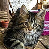 cat, kitten, fluffy, long_hair, maine_coon, tabby, gray_fur, green_eyes, whiskers, ears, animal, pet, portrait, close_up, sitting, wooden_floor, rustic, potted_plant, brick_wall, blanket