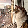 Tom joined the competition — help win amazing prizes! cat, windowsill, window, city, urban, sunset, fur, animal, pet, building, street, reflection, daylight, window_glass, side_view, domestic_cat, outdoor_view, calm, looking_out, brown_and_white