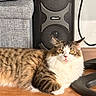 Tom joined the competition — help win amazing prizes! cat, tabby_cat, indoor, floor, wooden_floor, furniture, couch, speaker, electronic, pet, animal, relaxed, sunlight, yellow_eyes, fluffy, fur, resting, cozy, home, cord