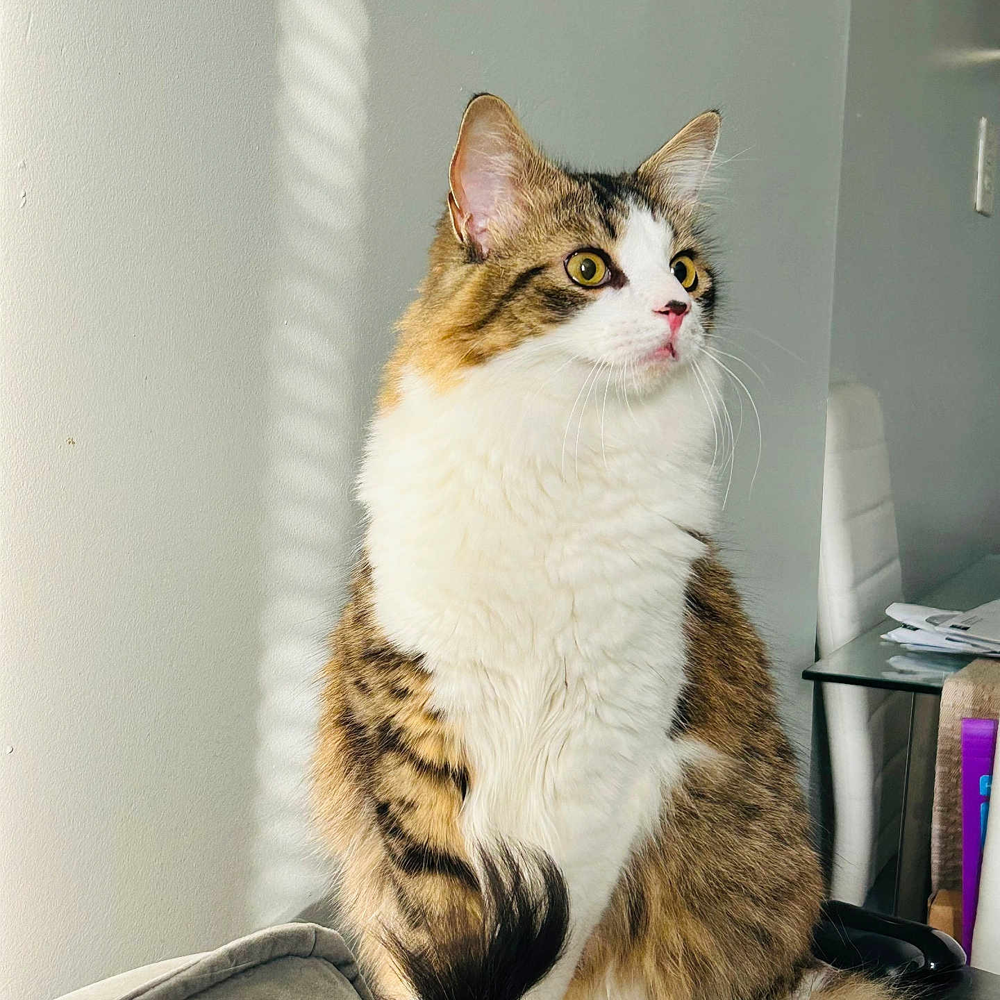 Tom