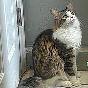 Tom is registered to the contest to win money with this photo: cat, tabby_cat, white_fur, fluffy_tail, indoor, floor, door, gray_wall, sitting, looking_up, curious, pet, animal, whiskers, ears, paws, feline, household, closeup, domestic_cat