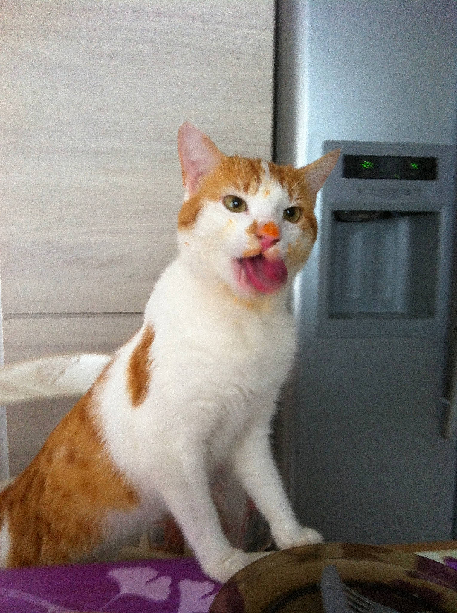 Scratch a rejoint le concours — aidez-le/la à gagner de superbes lots ! aegean_cat, american_wirehair, arabian_mau, asian, carnivore, cat, domestic_short_haired_cat, european_shorthair, fawn, felidae, german_rex, japanese_bobtail, kitten, mammal, paw, polydactyl_cat, small_to_medium_sized_cats, tail, turkish_van, whiskers