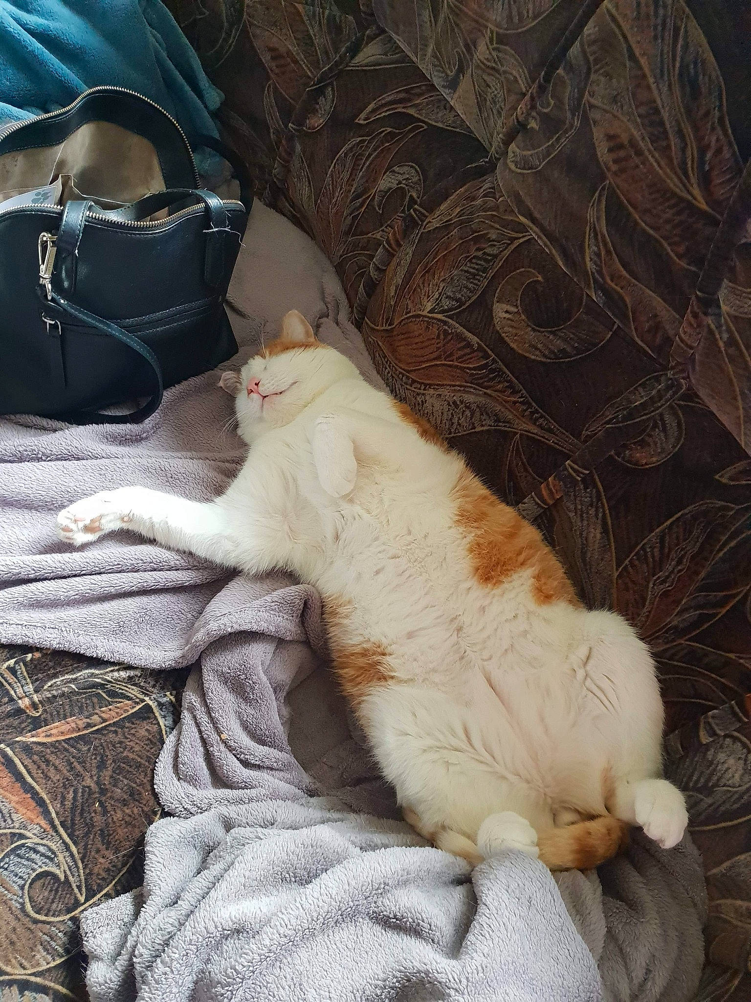 Scratch participe au concours pour gagner de l'argent avec cette photo : carnivore, cat, claw, european_shorthair, fawn, felidae, fur, nap, norwegian_forest_cat, sleep, small_to_medium_sized_cats, tail, turkish_van, whiskers