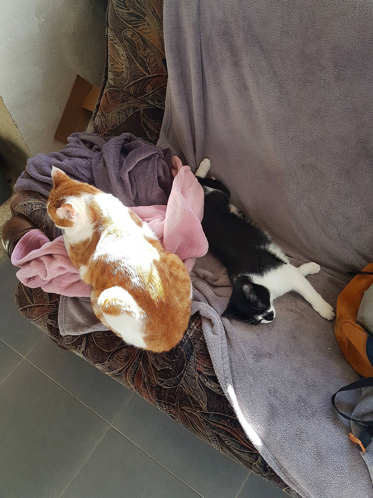 Scratch a rejoint le concours — aidez-le/la à gagner de superbes lots ! canidae, fawn