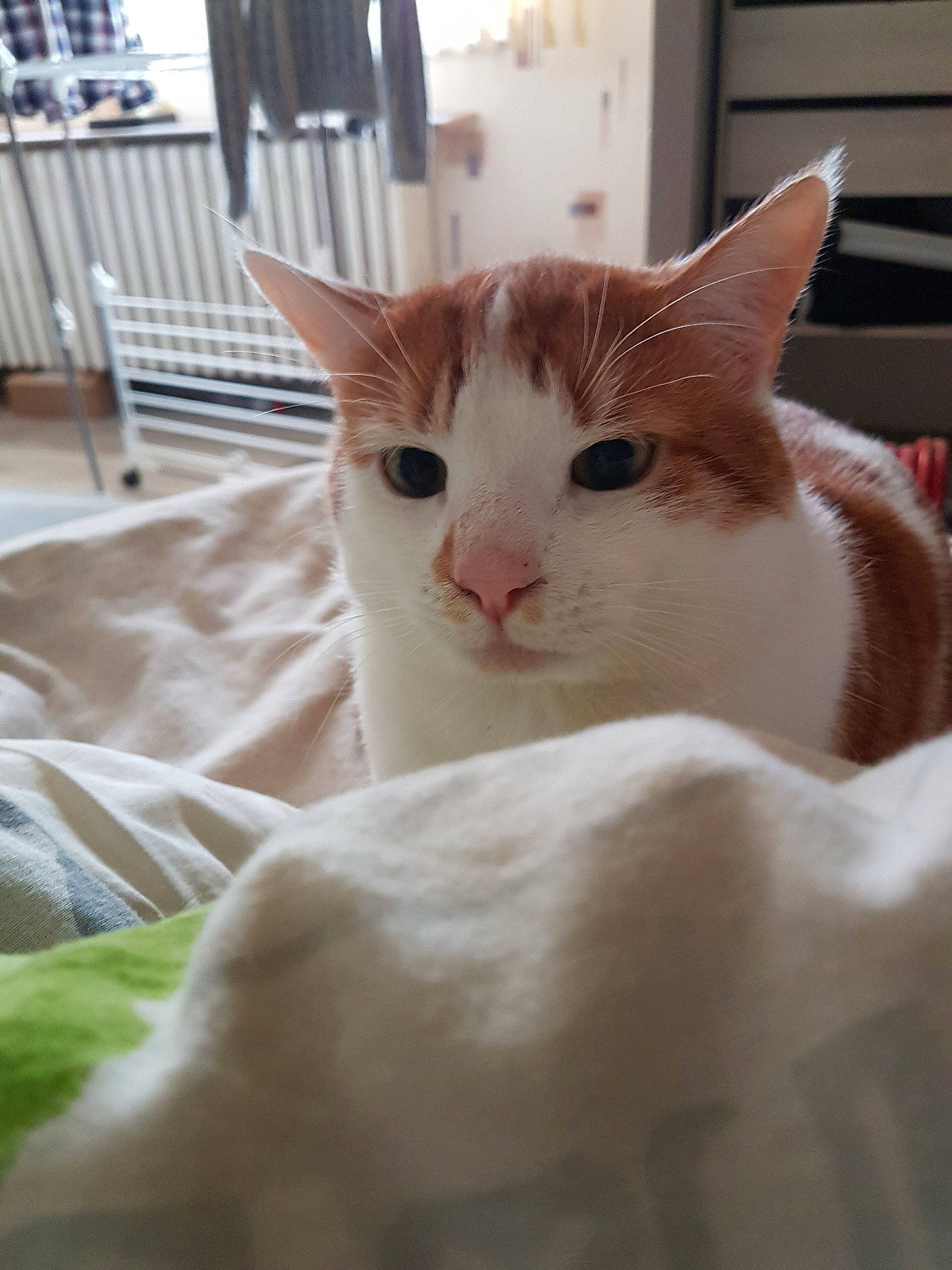 Scratch participe au concours pour gagner de l'argent avec cette photo : aegean_cat, carnivore, cat, domestic_short_haired_cat, european_shorthair, fawn, felidae, kitten, small_to_medium_sized_cats, turkish_van, whiskers