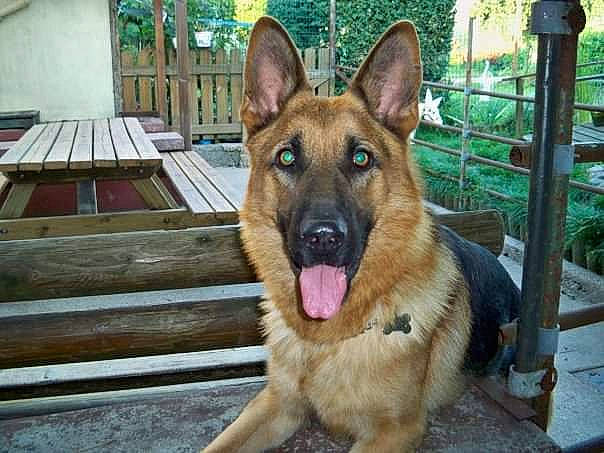 Arco participe au concours pour gagner de l'argent avec cette photo : belgian_shepherd, belgian_shepherd_malinois, canidae, carnivore, dog, dog_breed, east_european_shepherd, fawn, german_shepherd_dog, king_shepherd, kunming_wolfdog, mammal, old_german_shepherd_dog, police_dog, rare_breed_dog, shiloh_shepherd_dog, snout, tervuren, vertebrate, working_dog