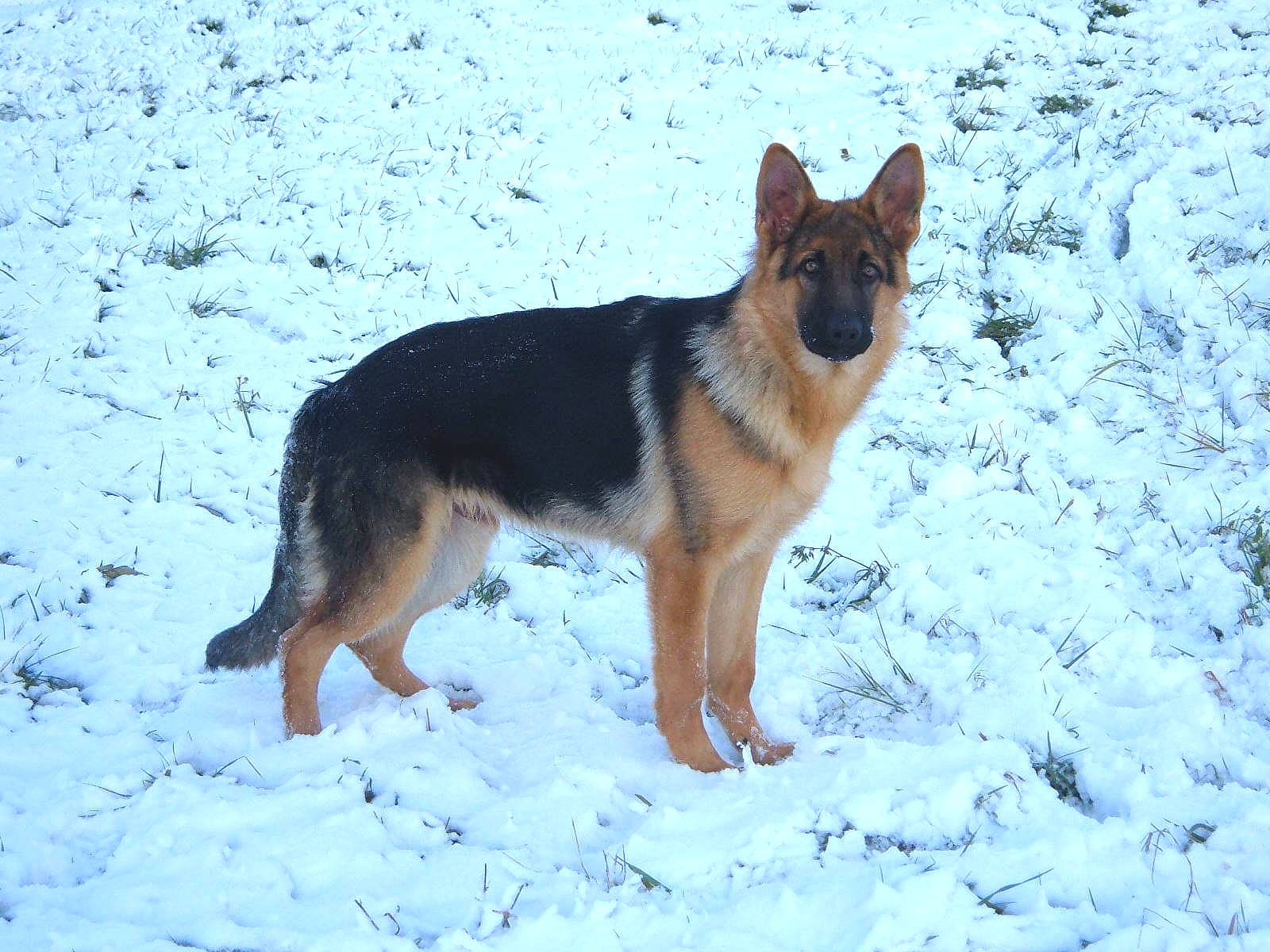 Arco participe au concours pour gagner de l'argent avec cette photo : bohemian_shepherd, canidae, carnivore, dog, dog_breed, east_european_shepherd, geological_phenomenon, german_shepherd_dog, herding_dog, king_shepherd, kunming_wolfdog, mammal, native_american_indian_dog, old_german_shepherd_dog, rare_breed_dog, shiloh_shepherd_dog, snow, vertebrate, wolfdog, working_dog